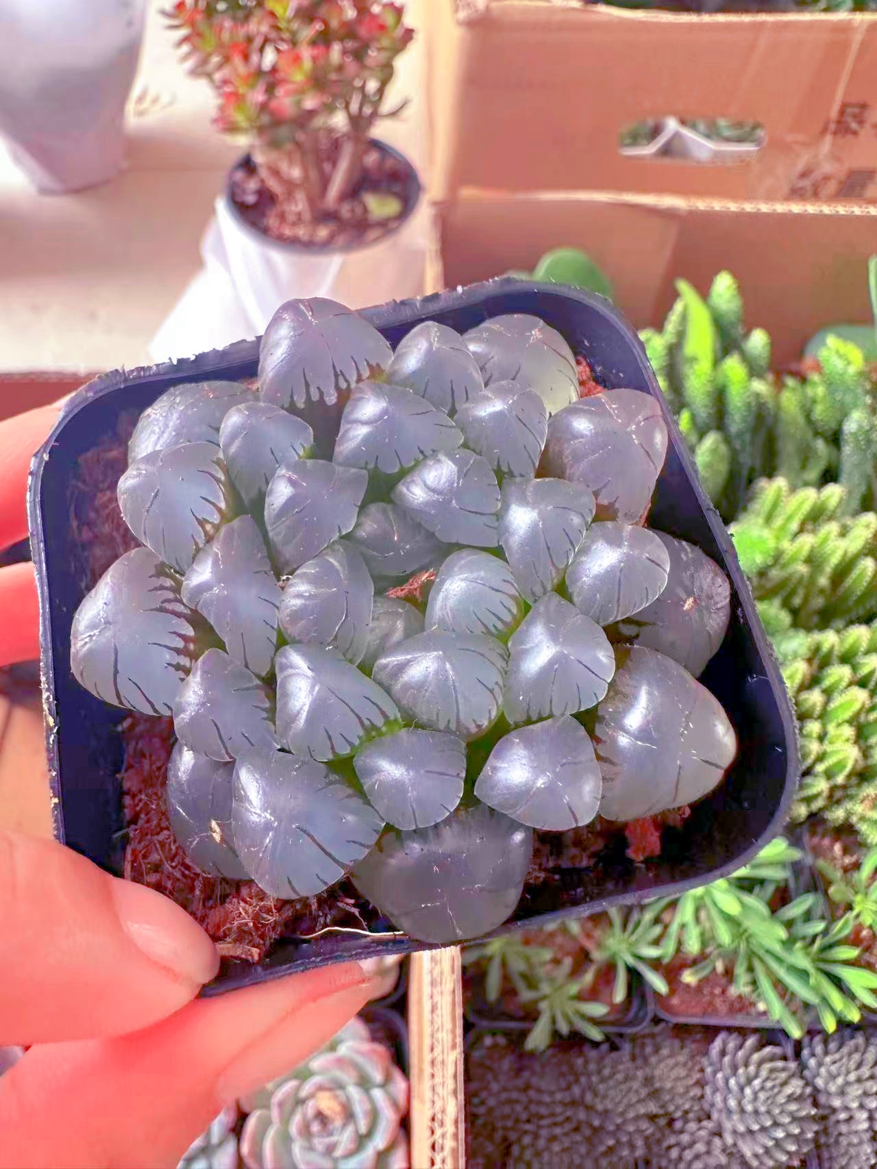 潘氏冰灯玉露多肉植物（满9.9元包邮发货）