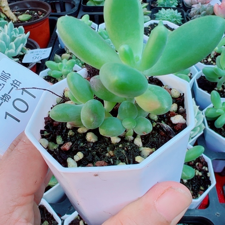 芒果奶锦多肉植物101