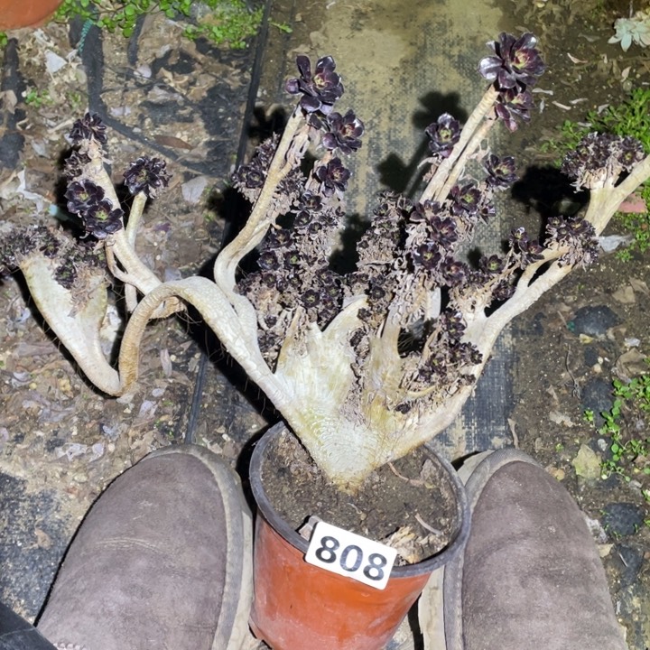 芦***鸡808号黑法师缀化多肉植物