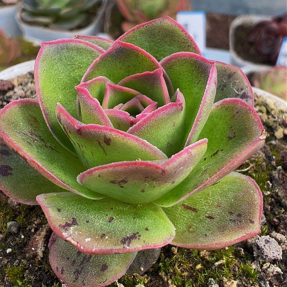 朱009 不染          多肉