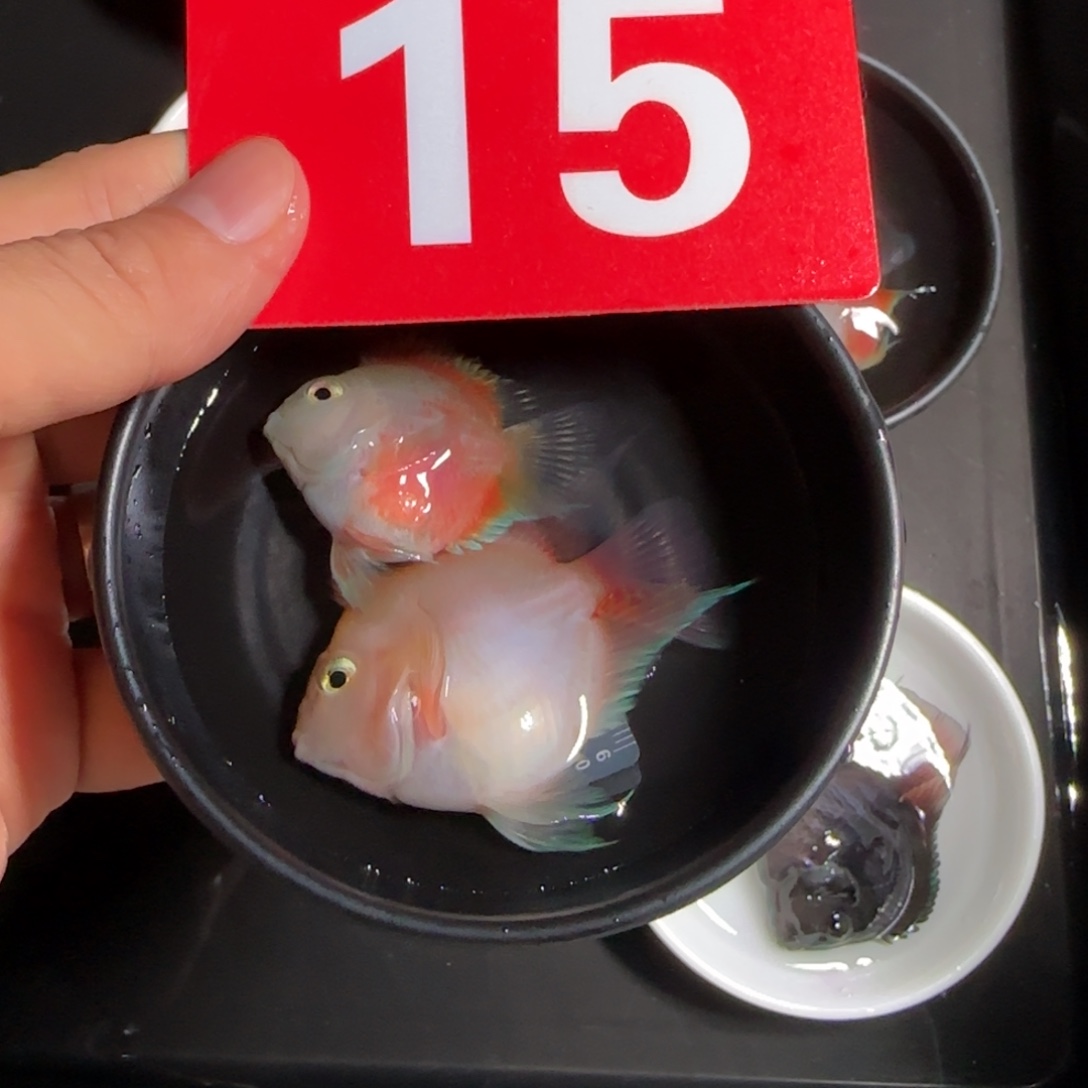 海水鱼迷你鹦鹉鱼 15 