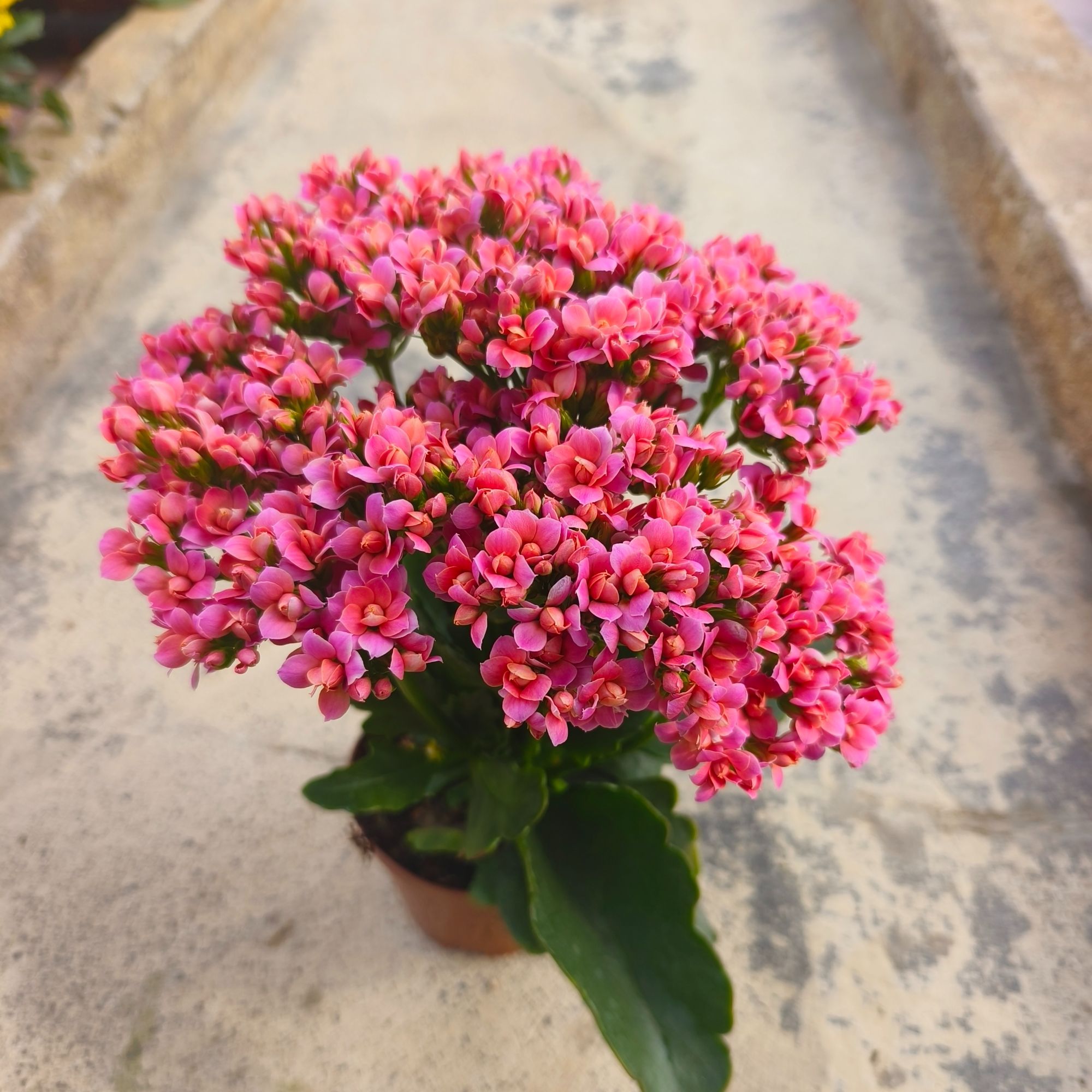 长寿花花卉苗带花苞（满30包邮，无售后）