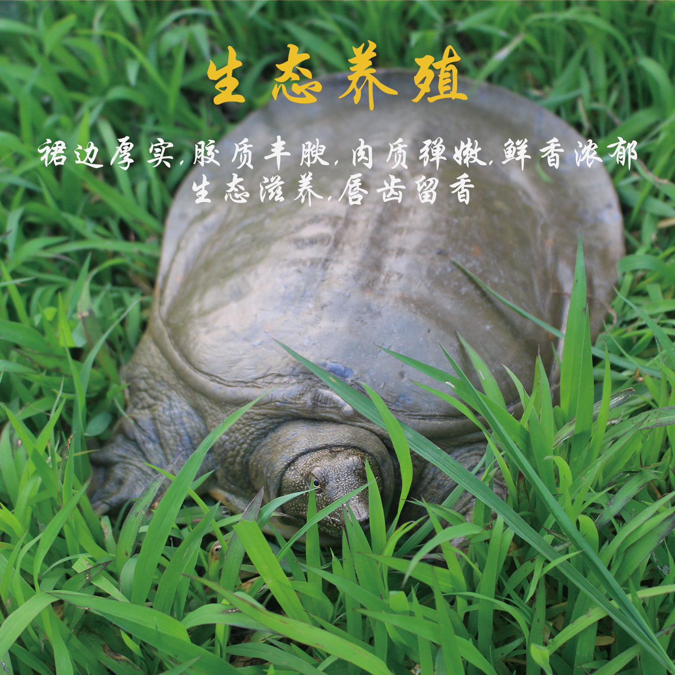 （需要多大直接去拍只多不少）宏旺外塘生态甲鱼顺丰冷链包邮包活