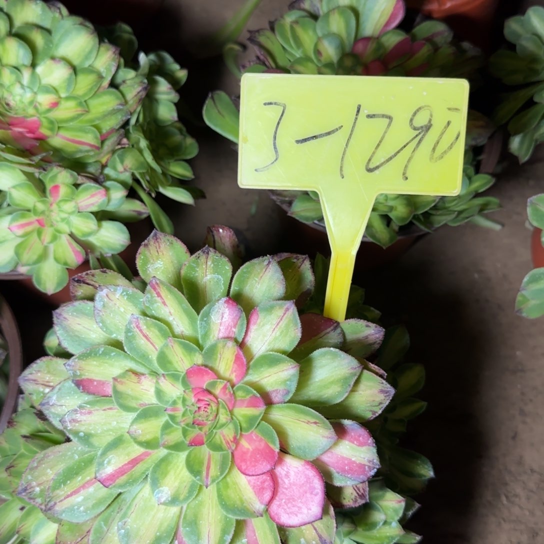 3-1290---多头多肉植物