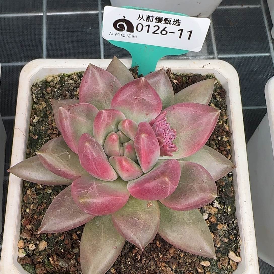 从前慢花园精选0126-11