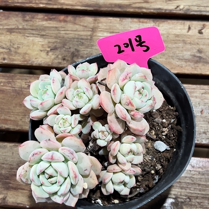 冬***梅201号。  香草群。 