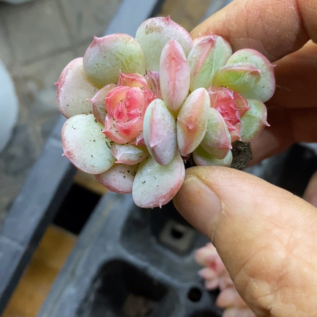 精品多肉一物一拍不包整309