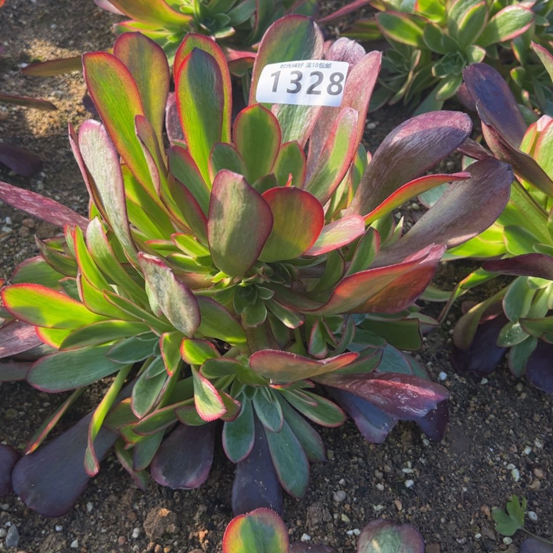 1328爱神多肉植物