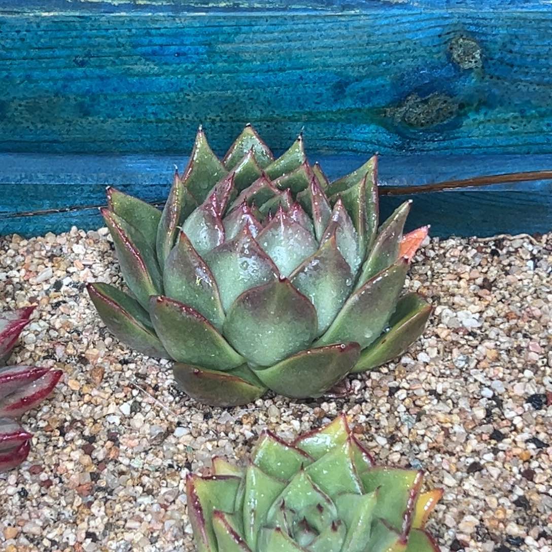 多肉精选编号0116.水母