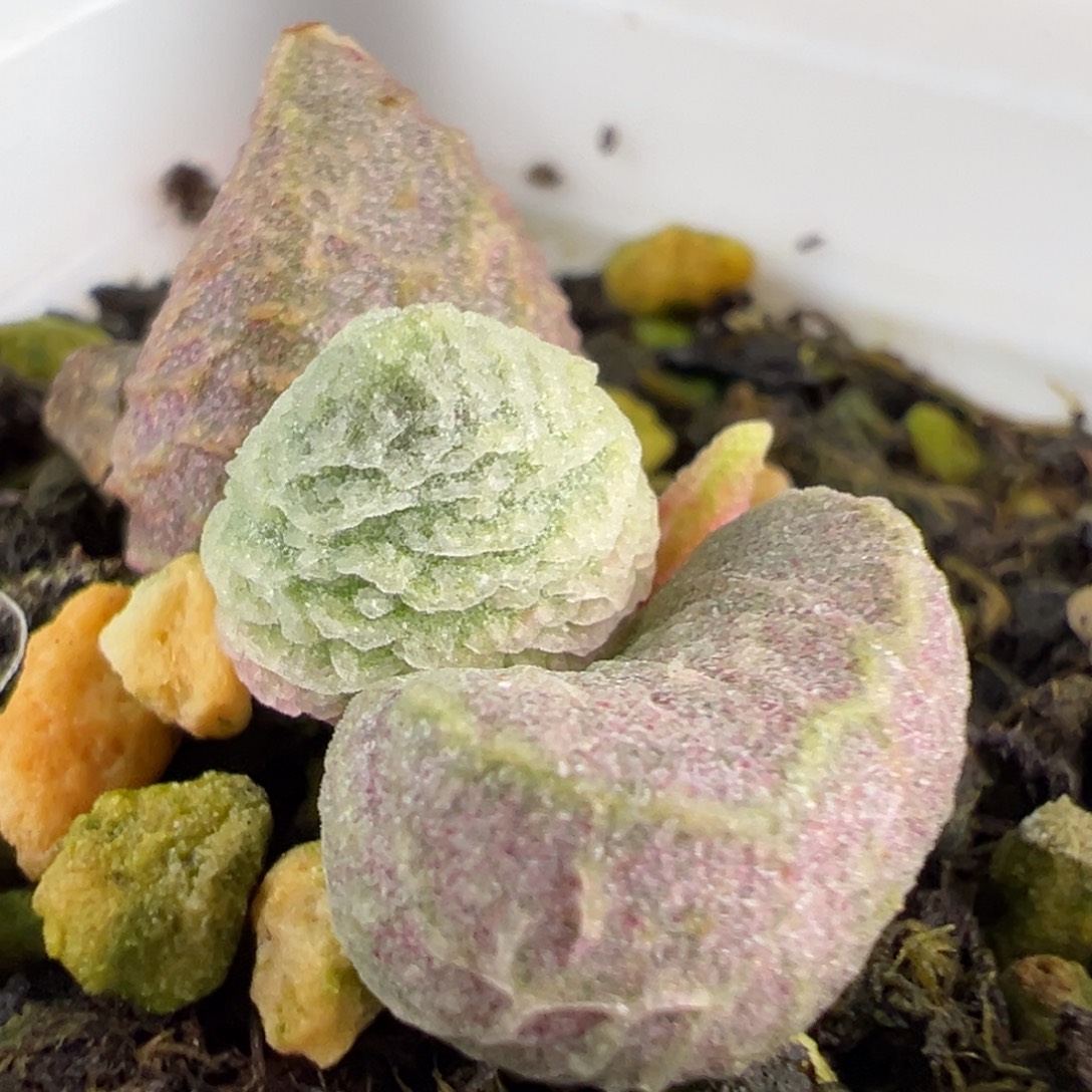 粉色实生新品融化纹