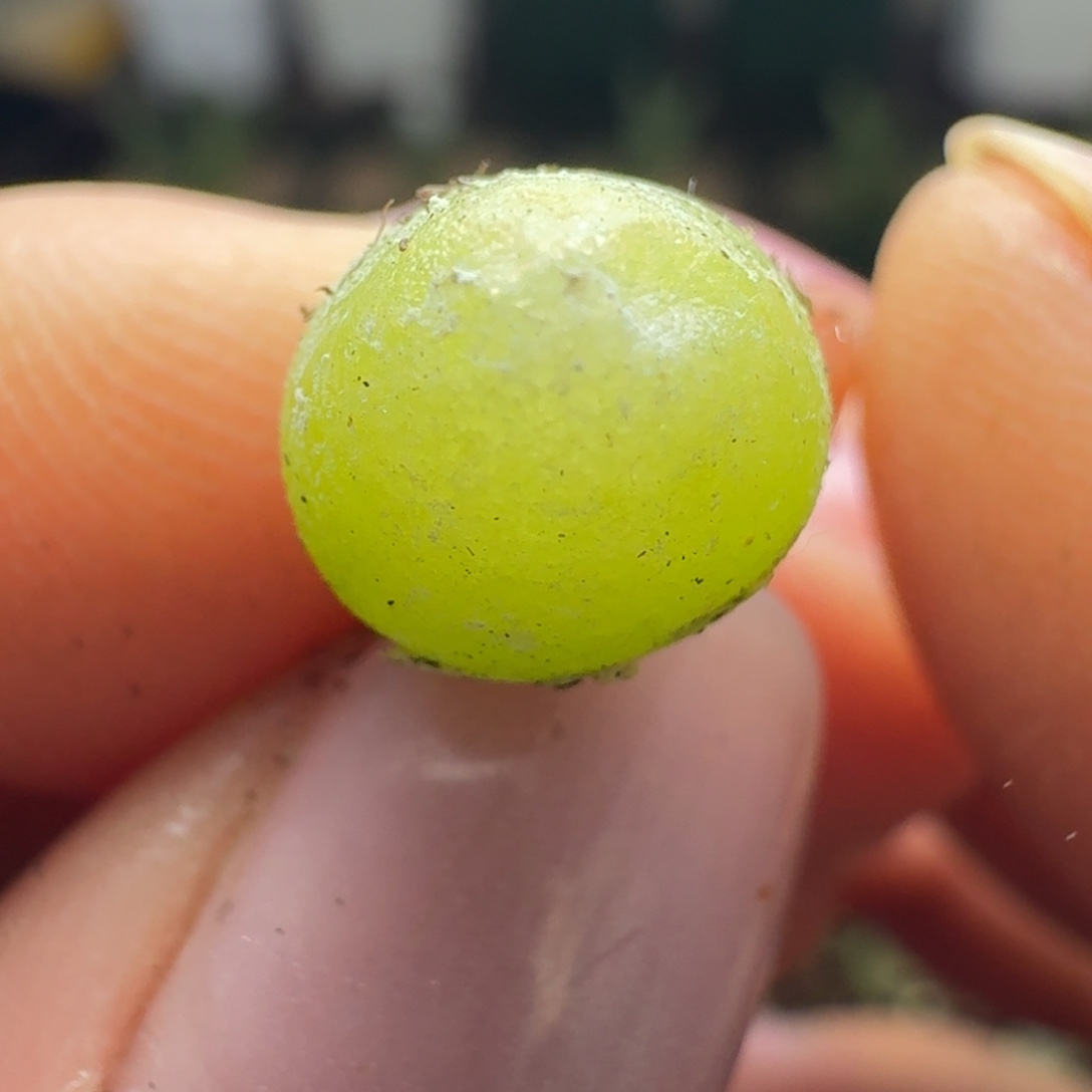 102哈默小灯0泡尺寸0.8左右