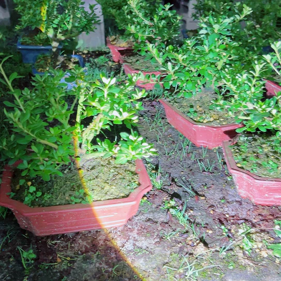 无花朵盆景皋月杜鹃绢之舞