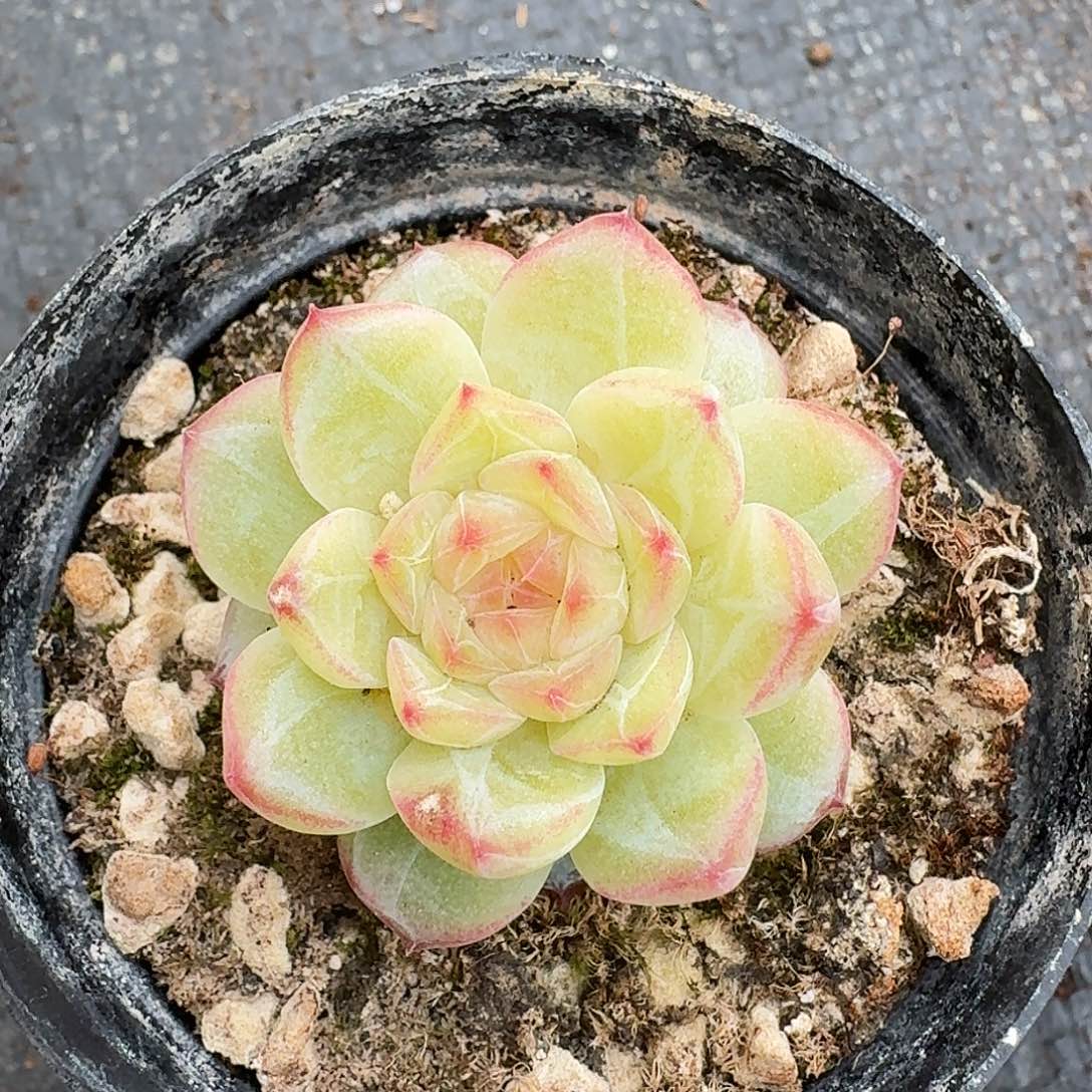 多肉杂交一物一拍6-61