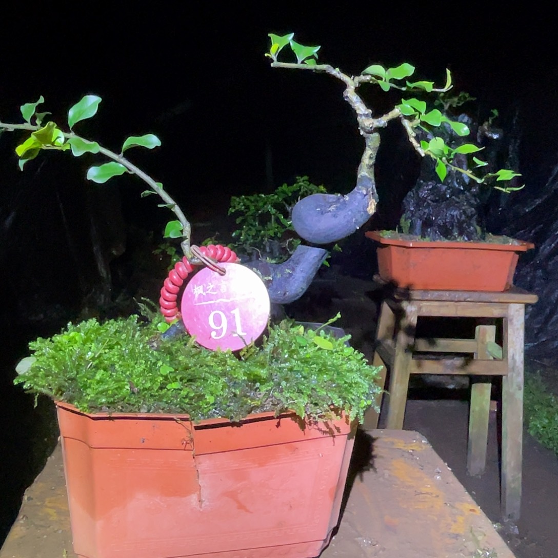 爆***敌完全开放灌木金弹子