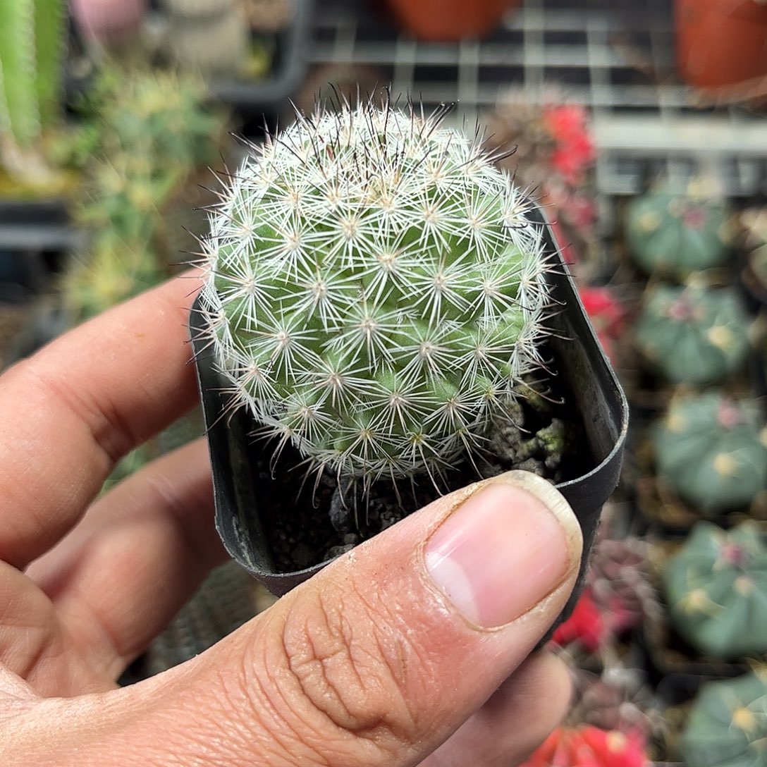 白王丸单头发货单头发