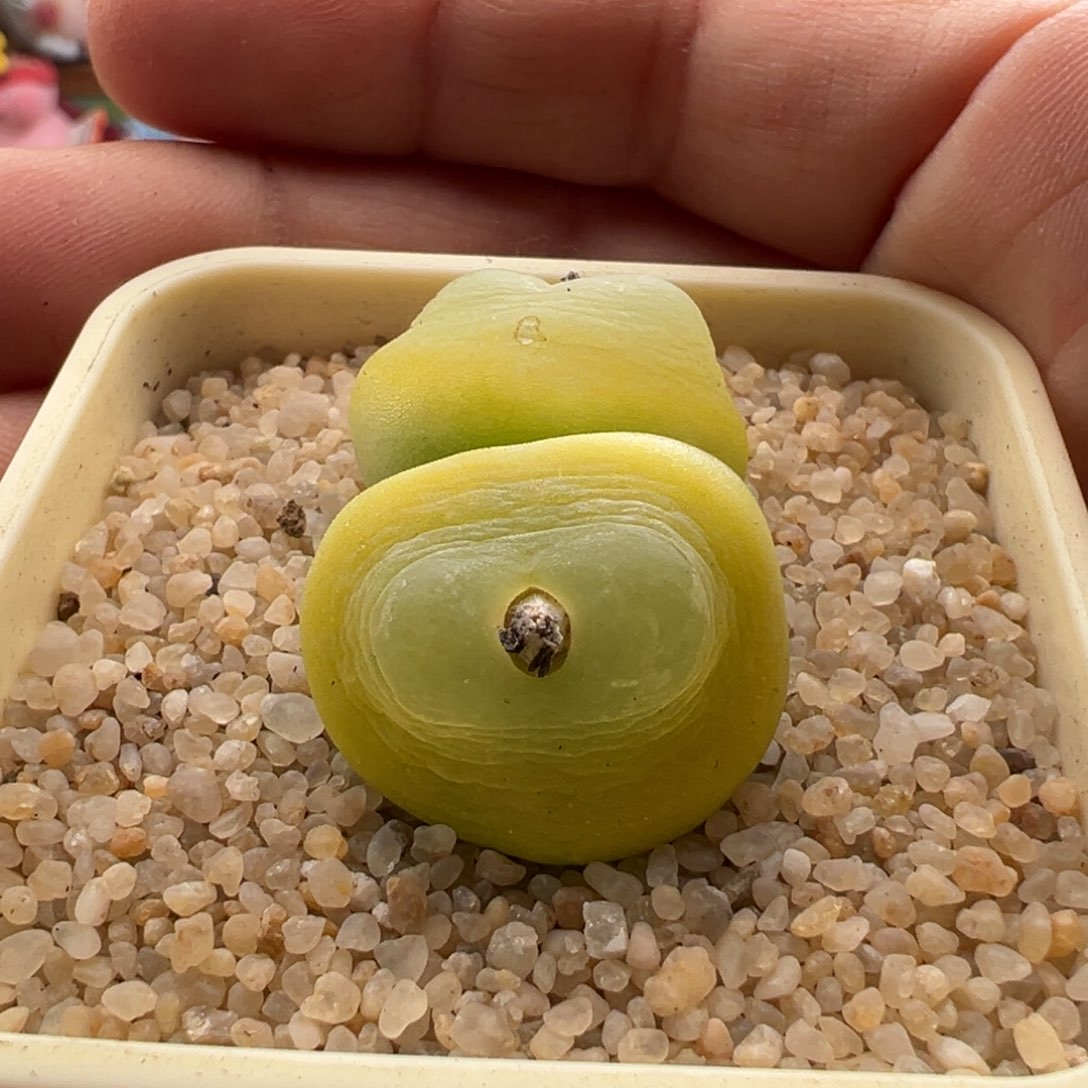 355。六年半1200拉登双头母本