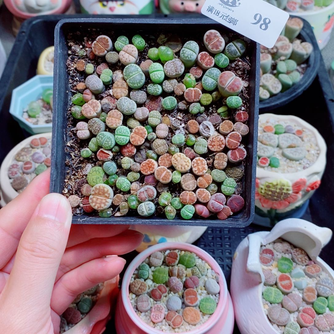 生石花花花花花花98
