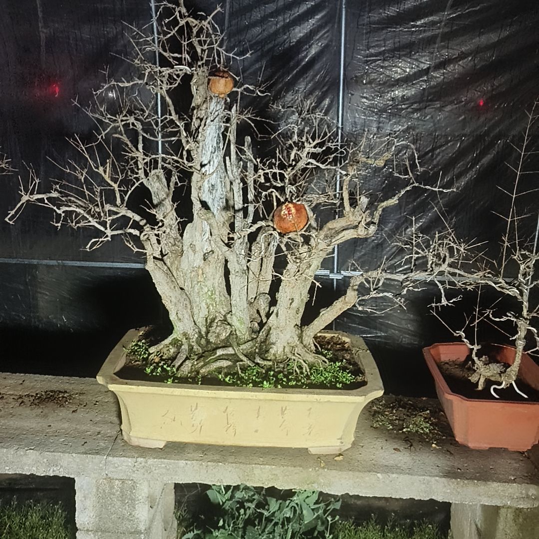 以实际为准年功桩山石榴丛林石榴盆景