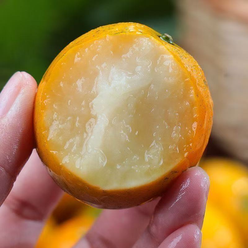 【新疆包邮】正宗广西脆密金柑 皮包软糯 新鲜水果广西壮族自治区