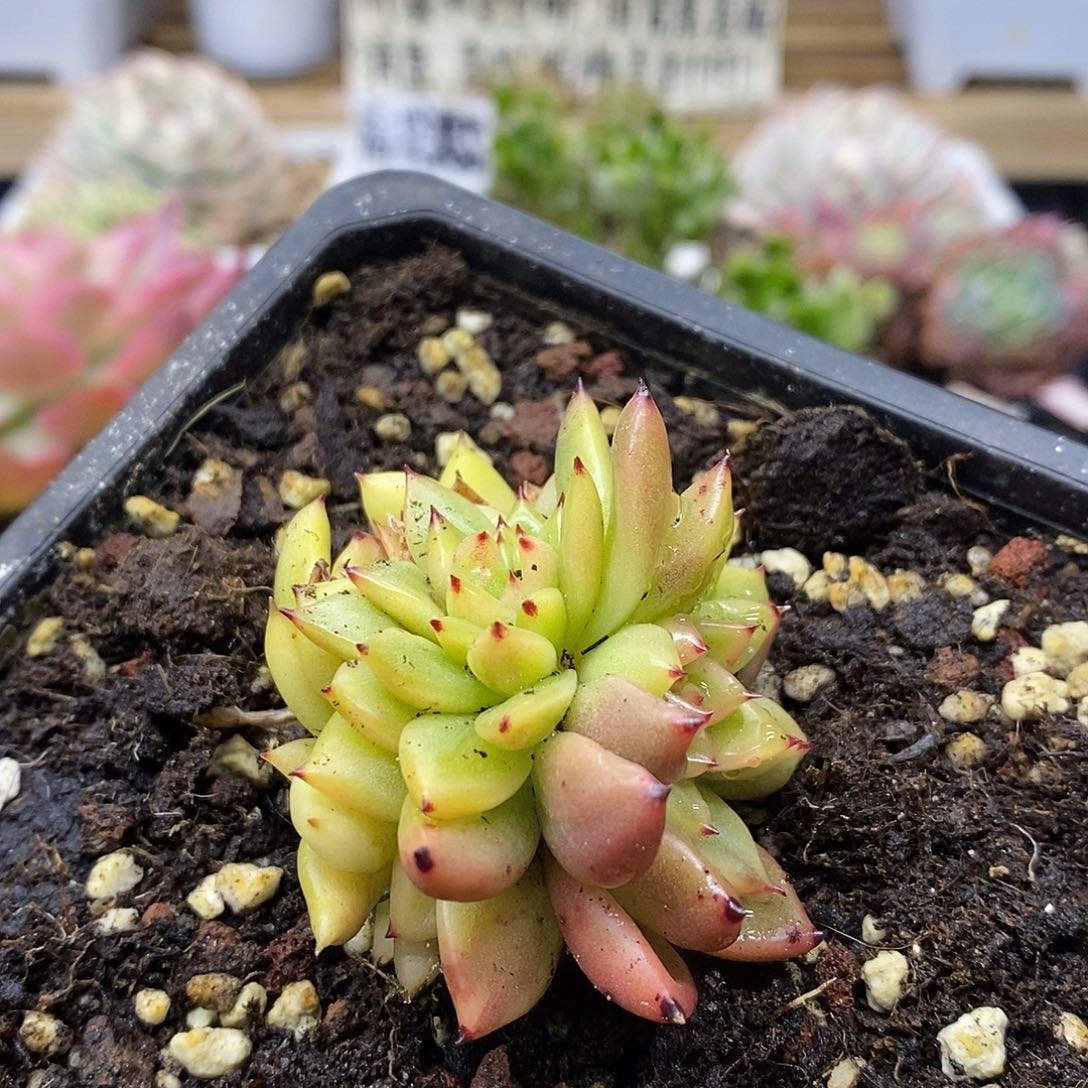 01144 不知名东云覆轮锦 3 头自然群 需延时发货