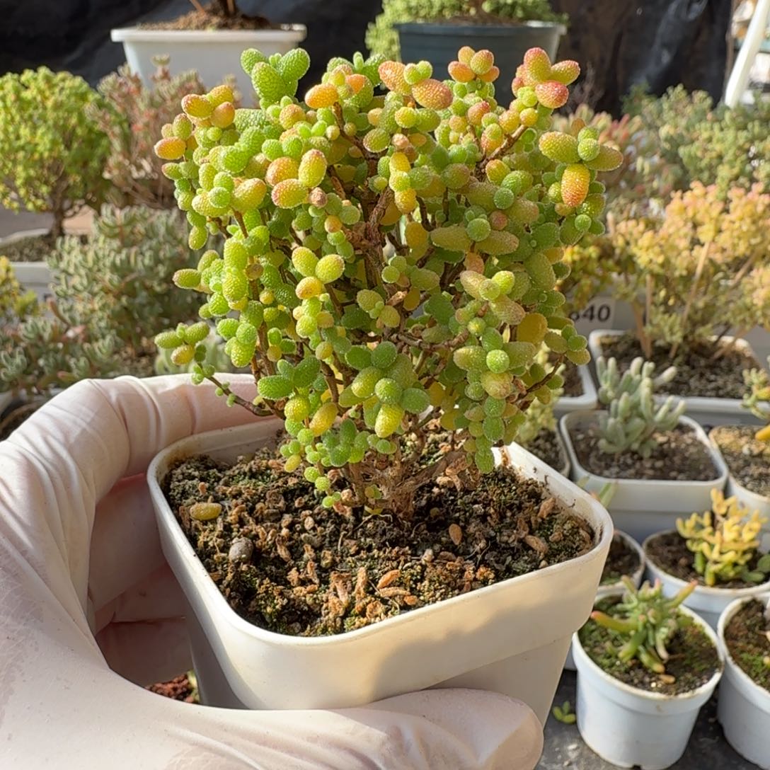 A344金桔糖球枝干