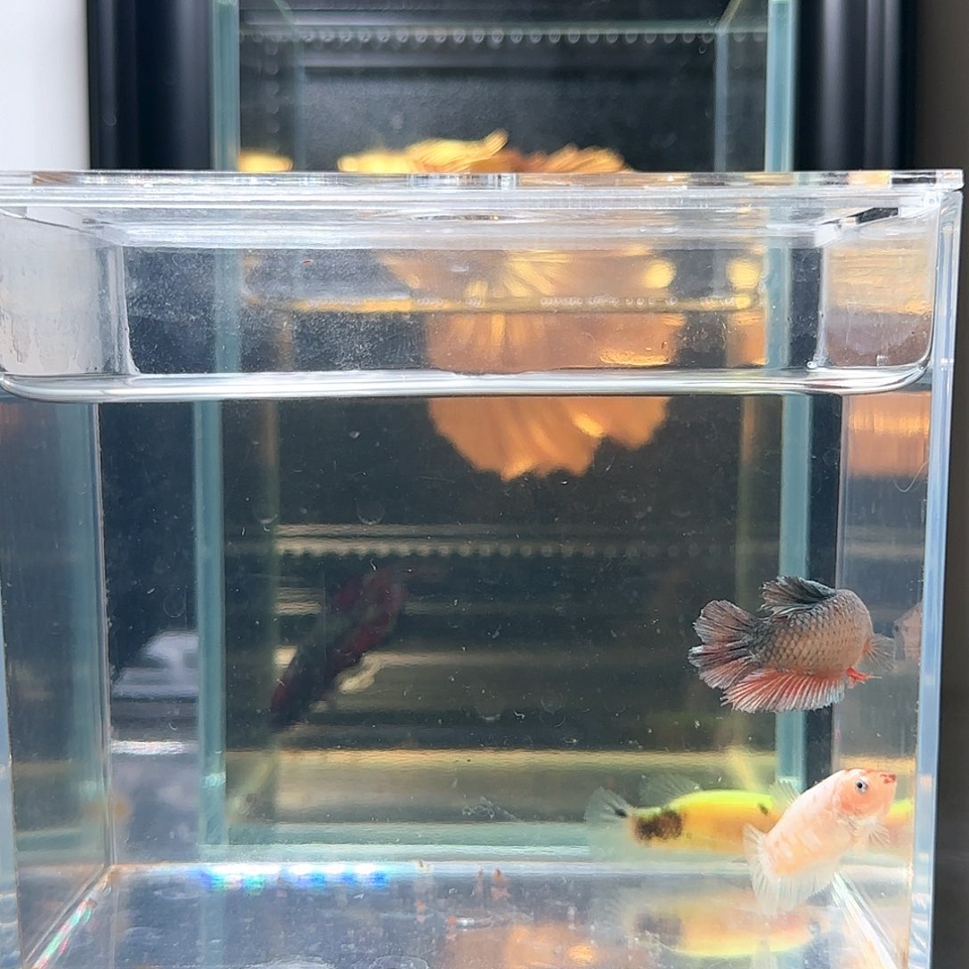 斗鱼活体观赏鱼好养耐活