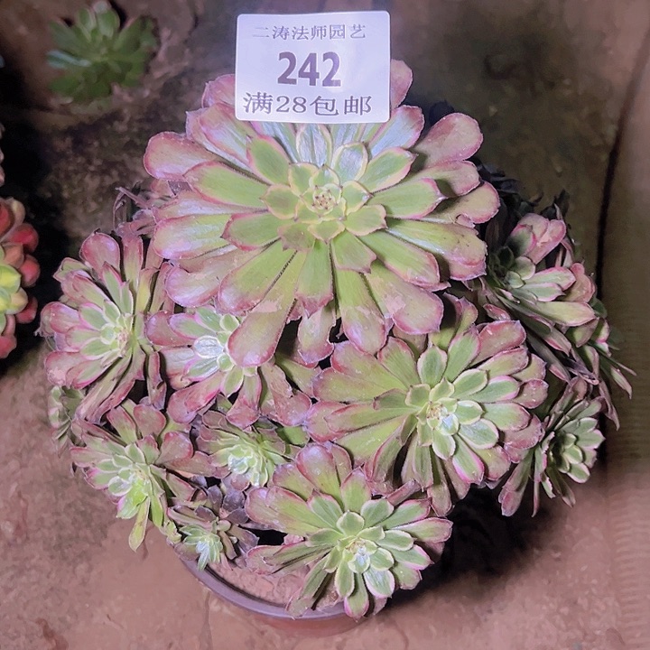 242粉黛多肉植物老桩