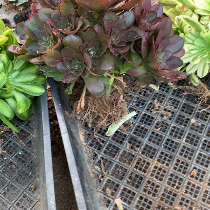 414多肉植物一物一拍