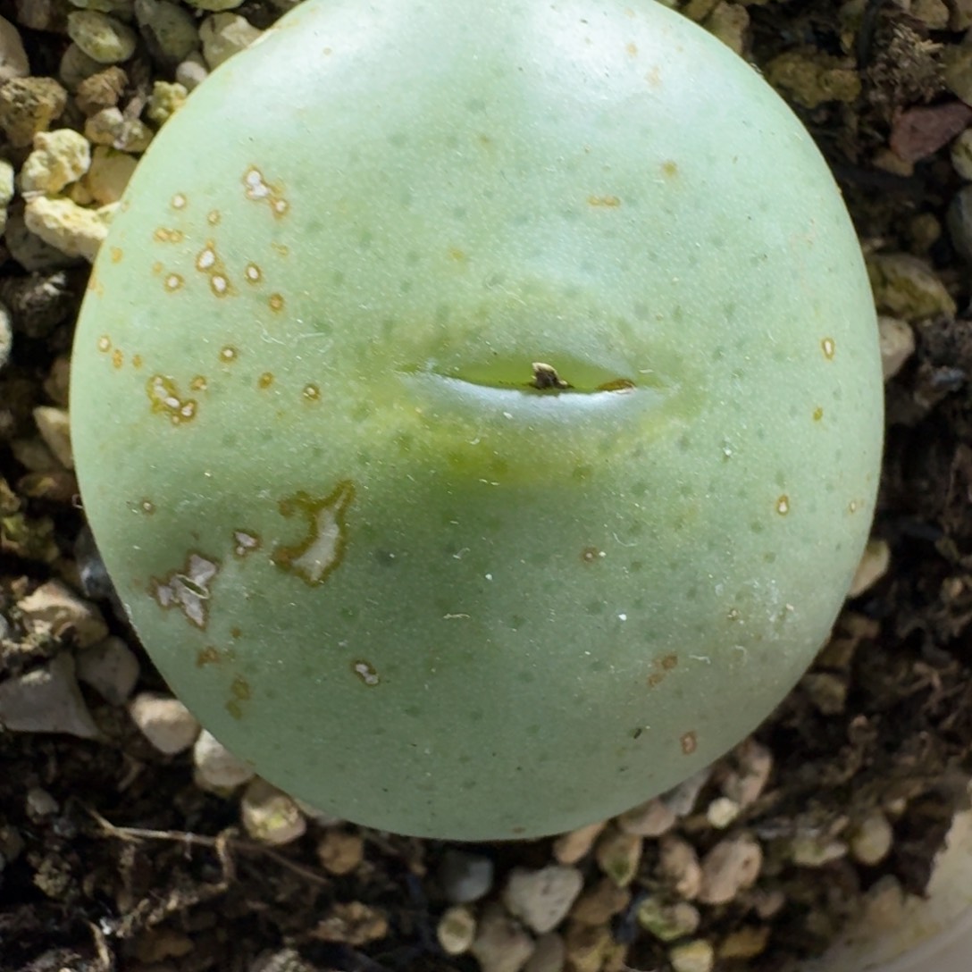 3178。嘟嘟嘴大饼一颗。尺寸3.3