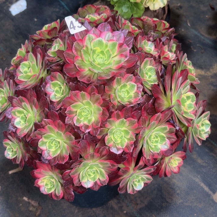 安娜43多肉法师一物一拍