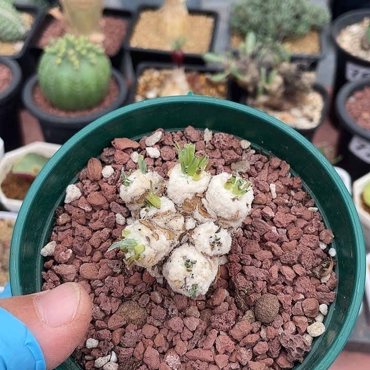 761刨花角厚墩菊块根