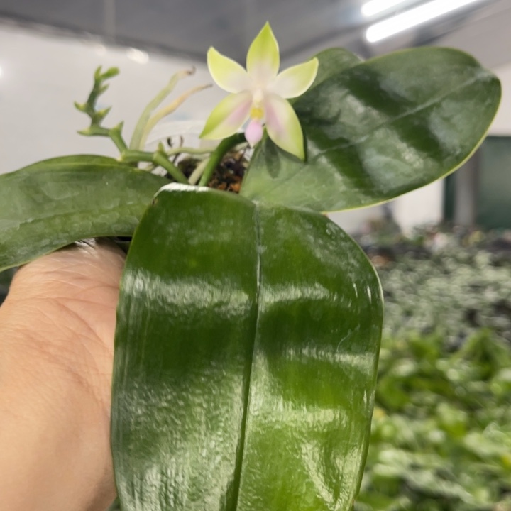 当前无花栽培后可以开花2.5沙美娜花苞苗发顺丰快递