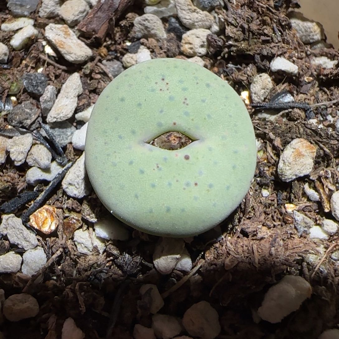 肉锥多肉植物百科-杂交红嘴415