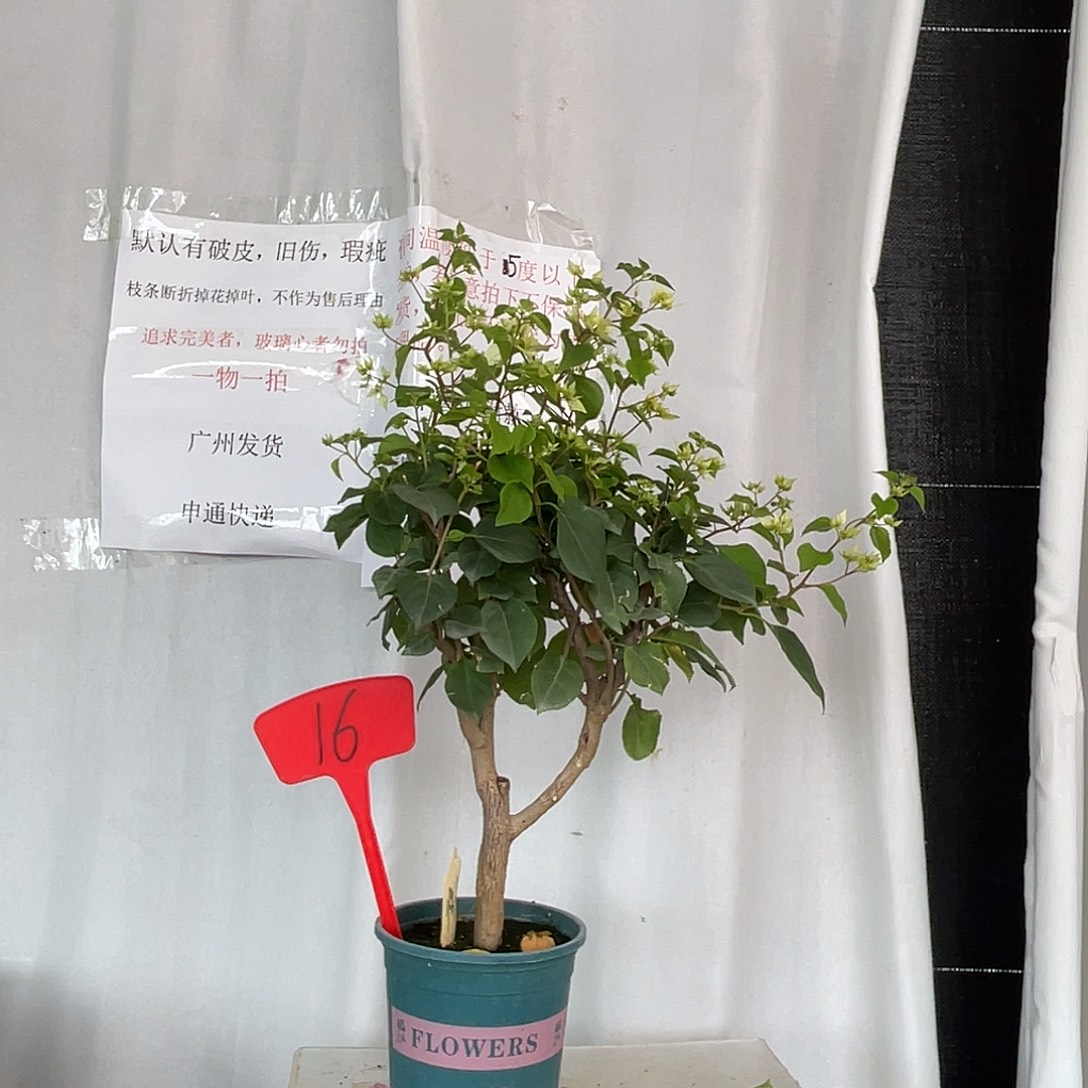 当前无花栽培后可以开花16重瓣怡景桩