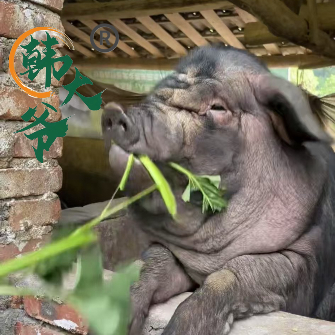 韩大爷【蹄膀】黑猪肉现称改价农村熟食粮食喂养（分割后不退换）