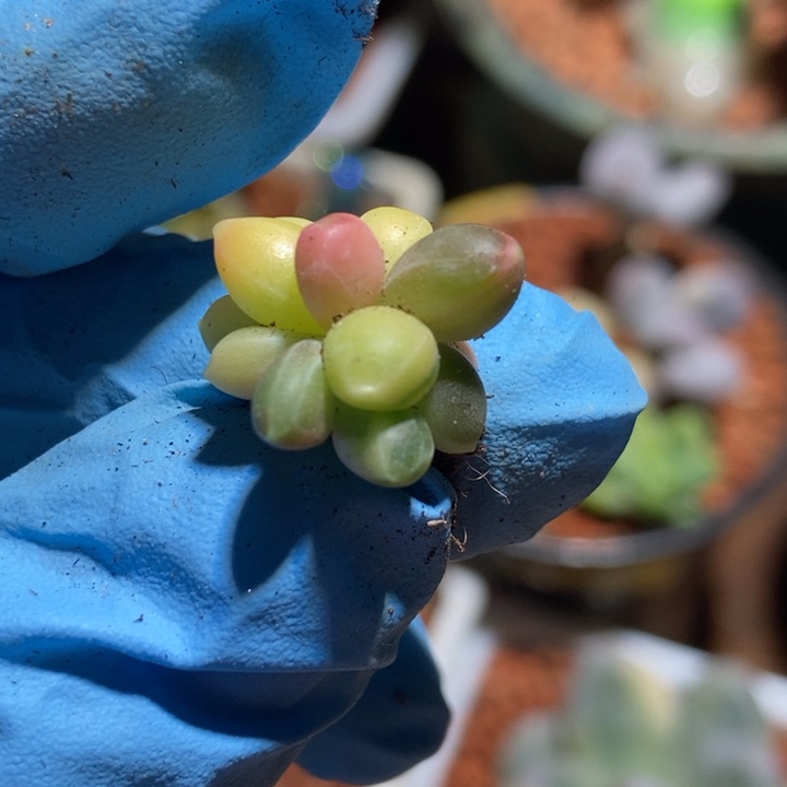 小****千代田之松锦多肉植物多肉植物