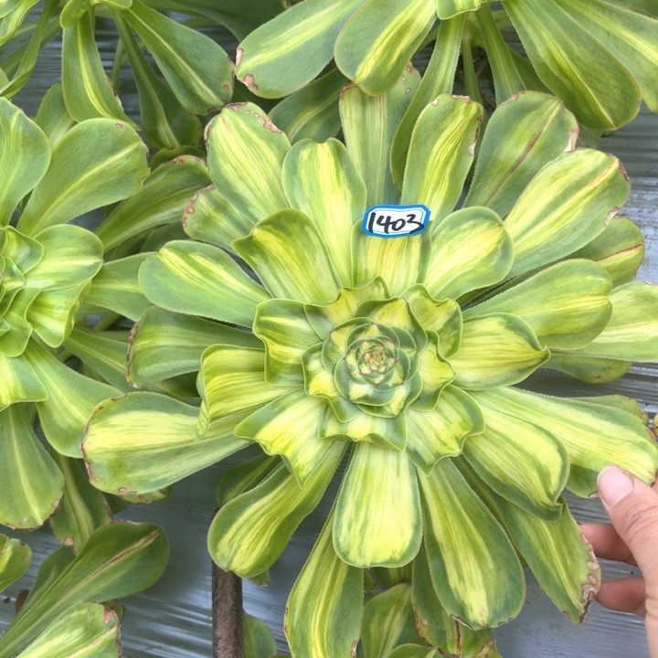 暴君法师多肉1403