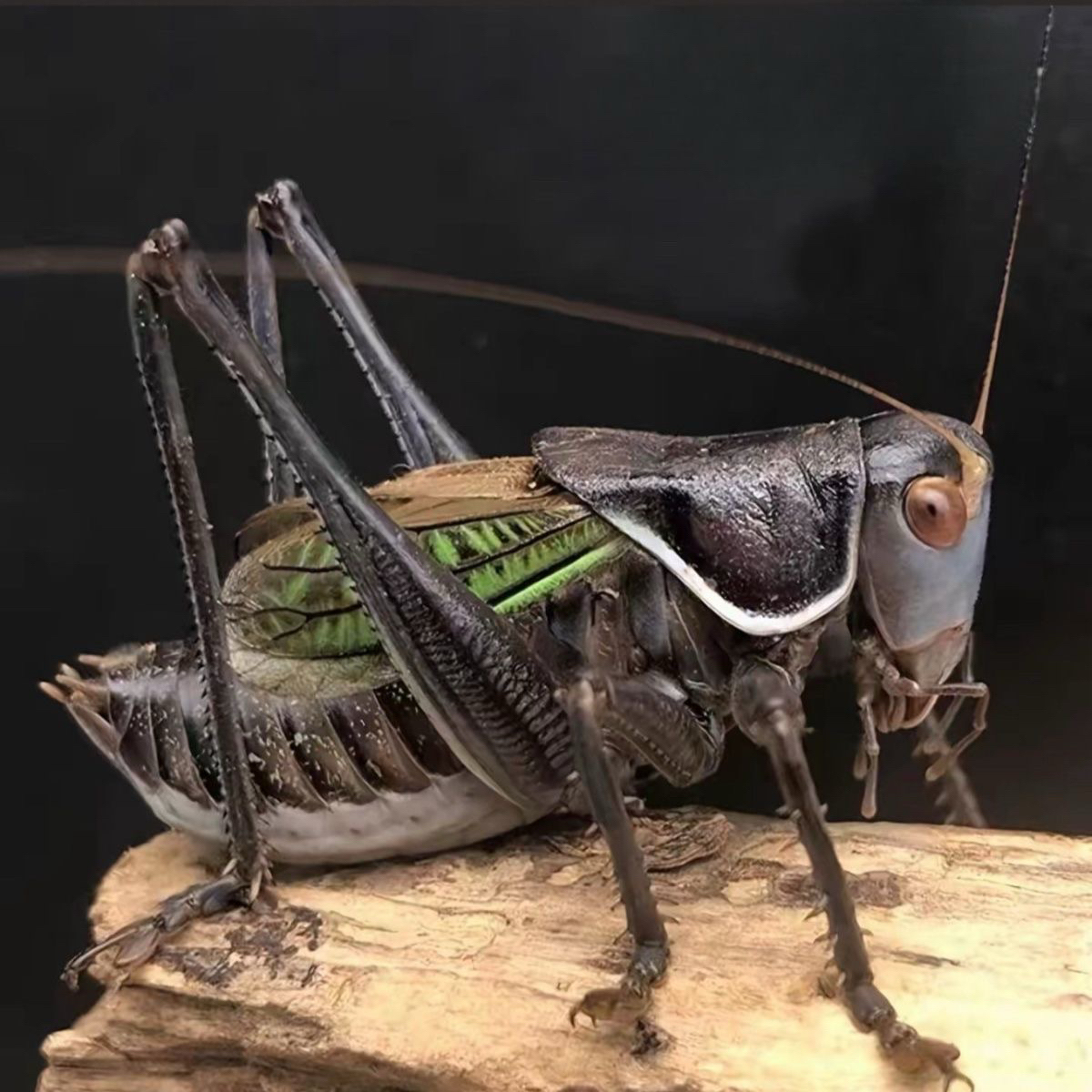 大个头铁皮蝈蝈听叫首选包邮偏远地区不包）