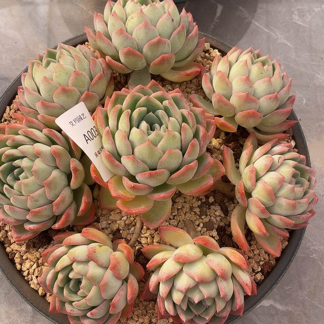 莎莎女王捧花 多肉多肉