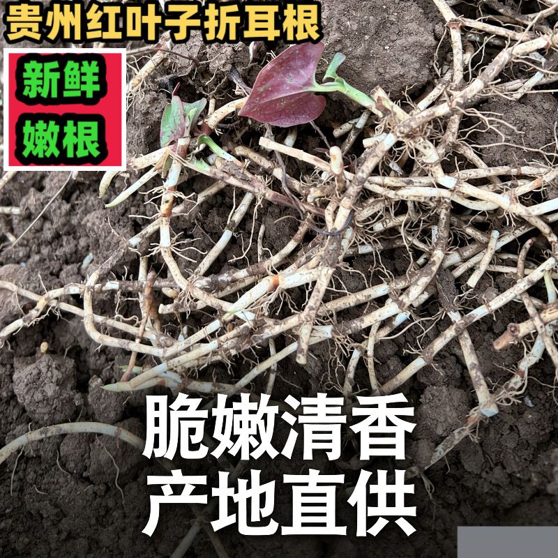 贵州兴义新鲜现挖红叶子折耳根鱼腥草凉拌菜嫩根嫩芽可食用