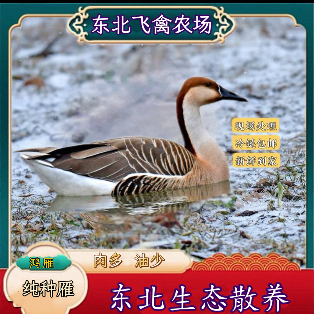 【东北散养】现宰现杀.大  雁肉质鲜美 一年以上老雁红烧美味雁白条