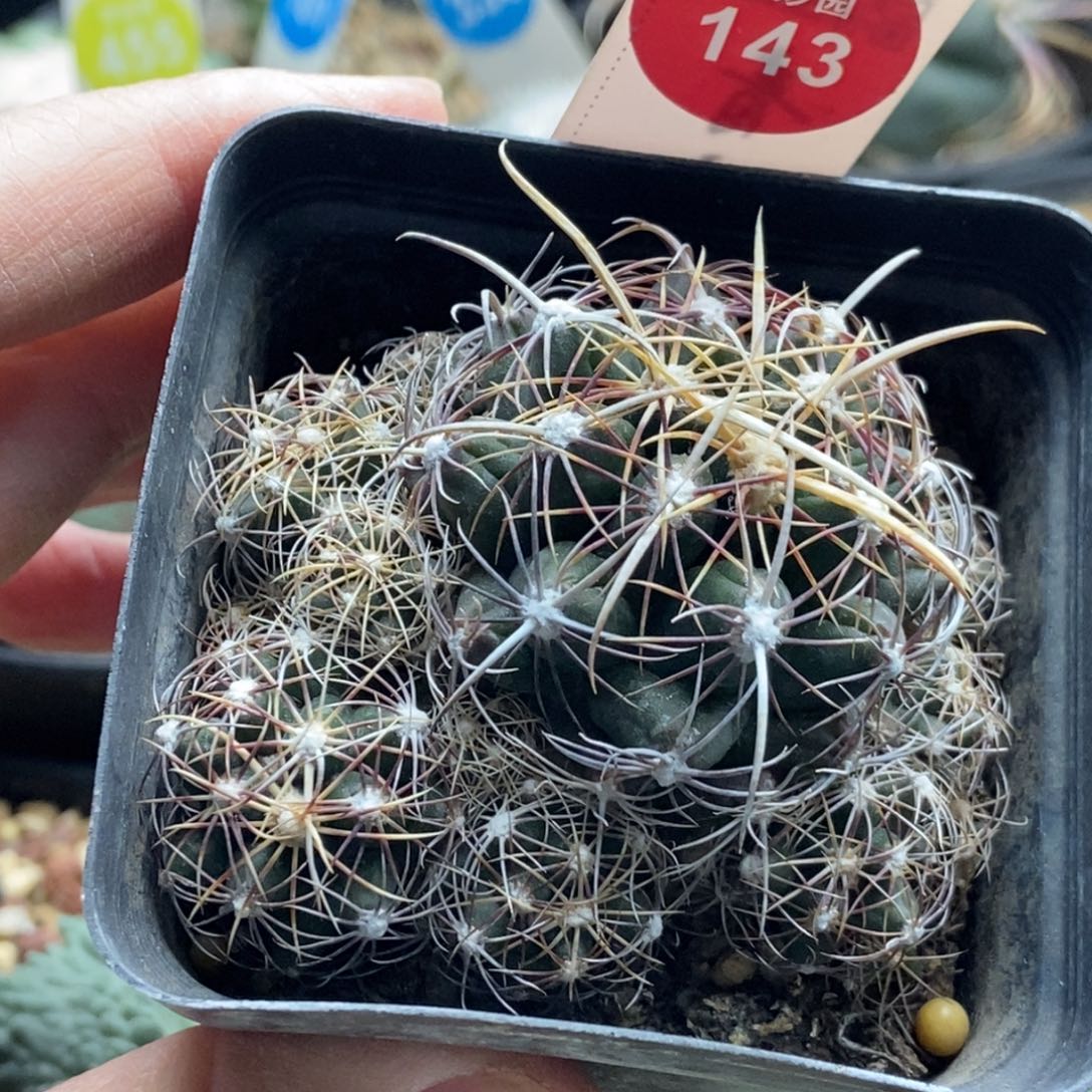 实生五彩大统领群一颗仙人球