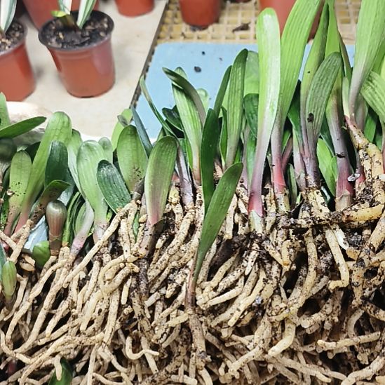 用***2完全开放7777777777