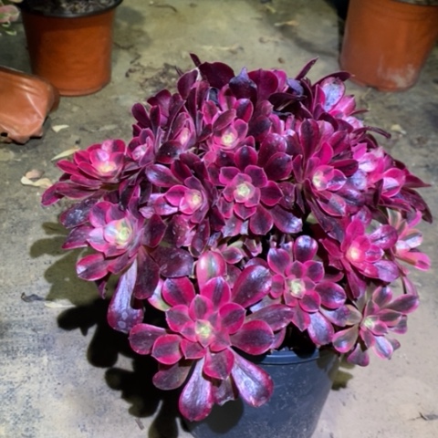 美杜莎多肉植物023
