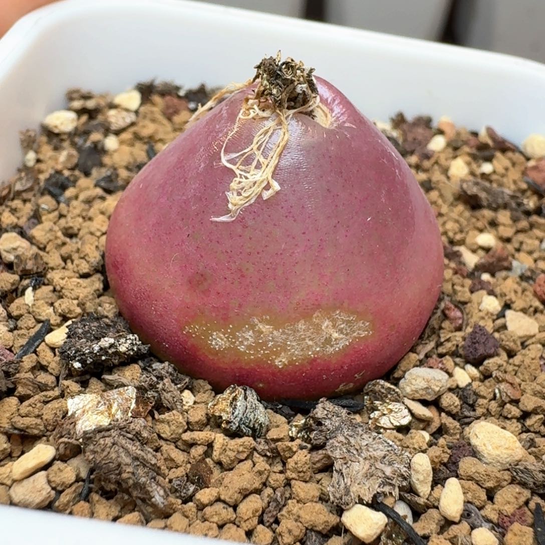 1099带盆土发货灯泡   00000