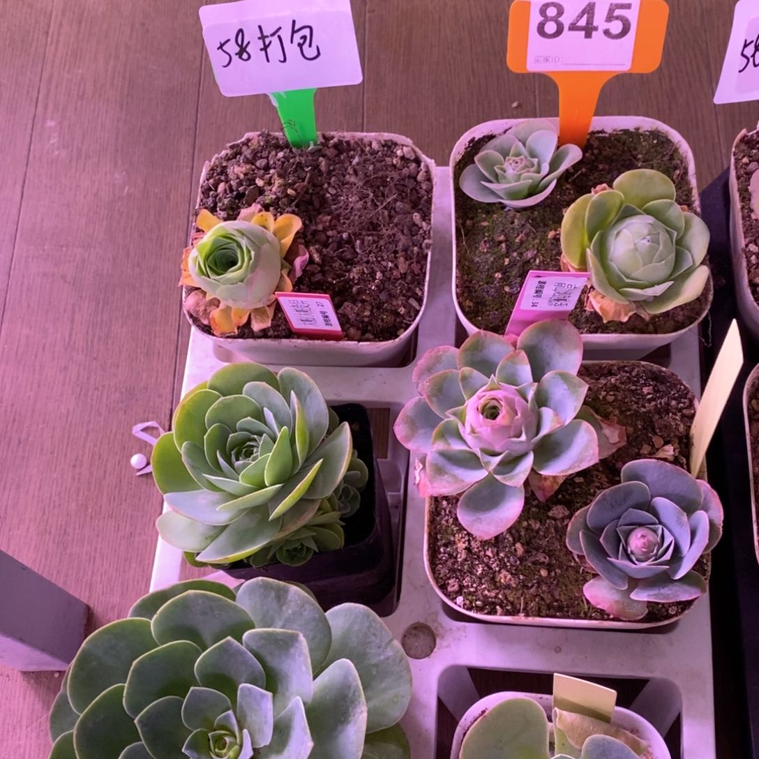 红陶6盆一起845号