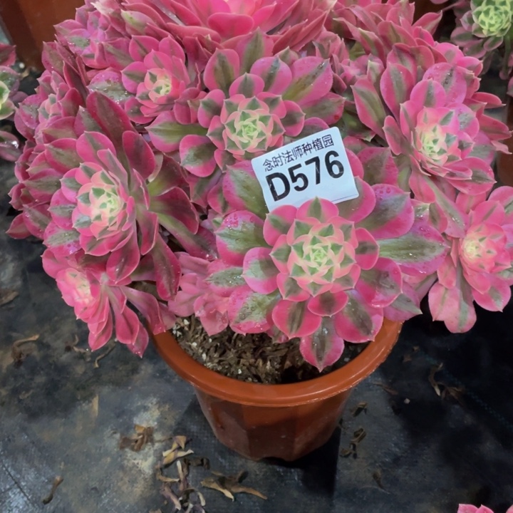 ｛****疼576女巫111111多肉