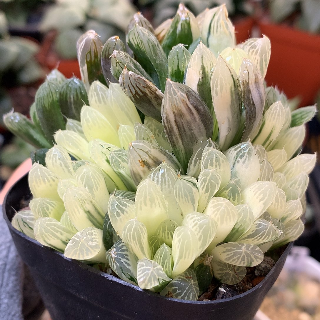 糊斑别系玉露锦带盆土发货