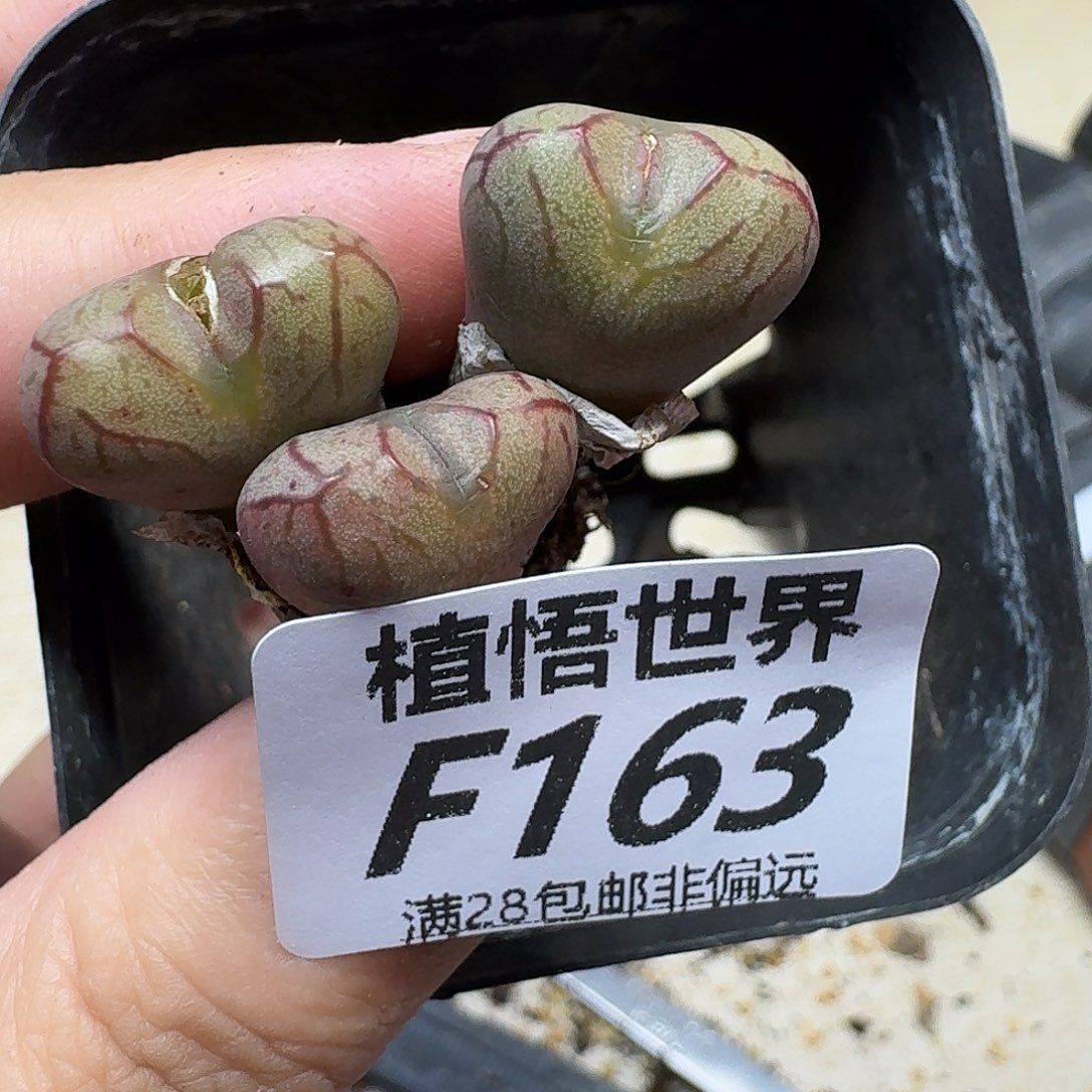 多肉植物的润泽vnn