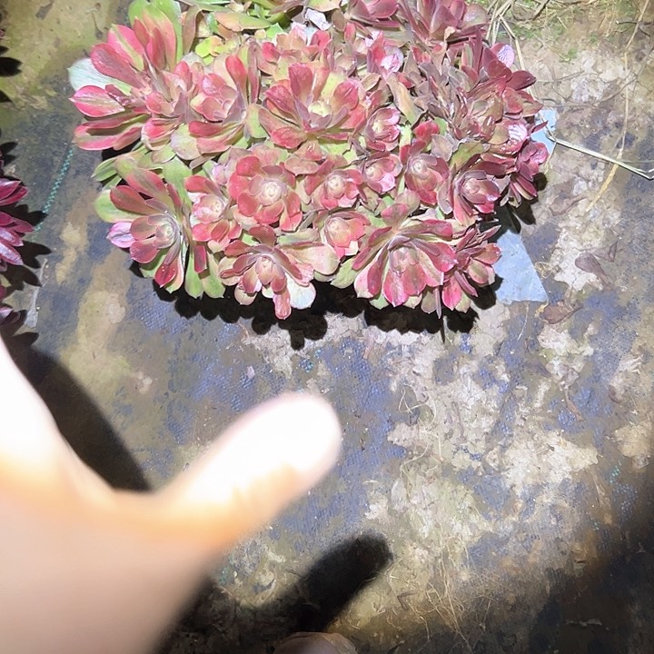 法师多肉一物一拍70